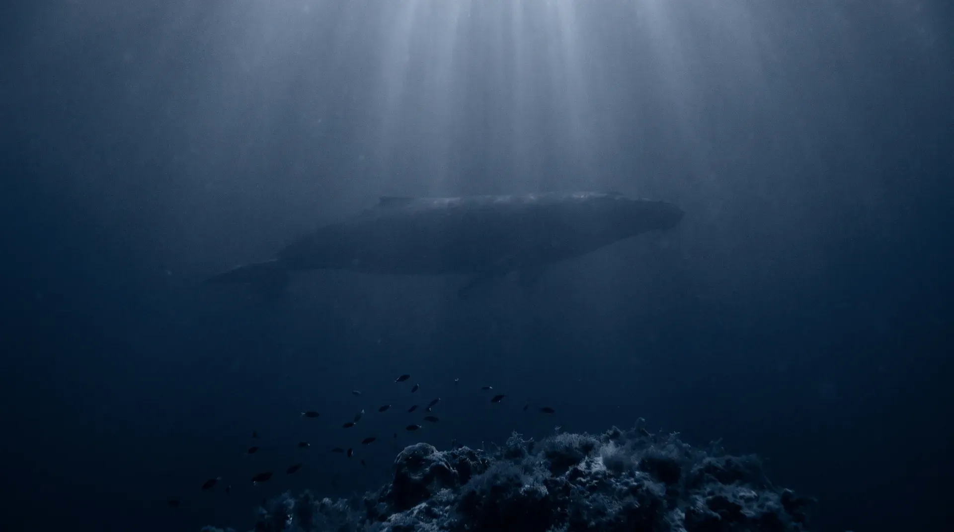 Deep dark ocean water with light rays from the surface: the silhouette of a massive whale in the distance, a tiny school of small fish in the foreground — the difference in scale is the picture