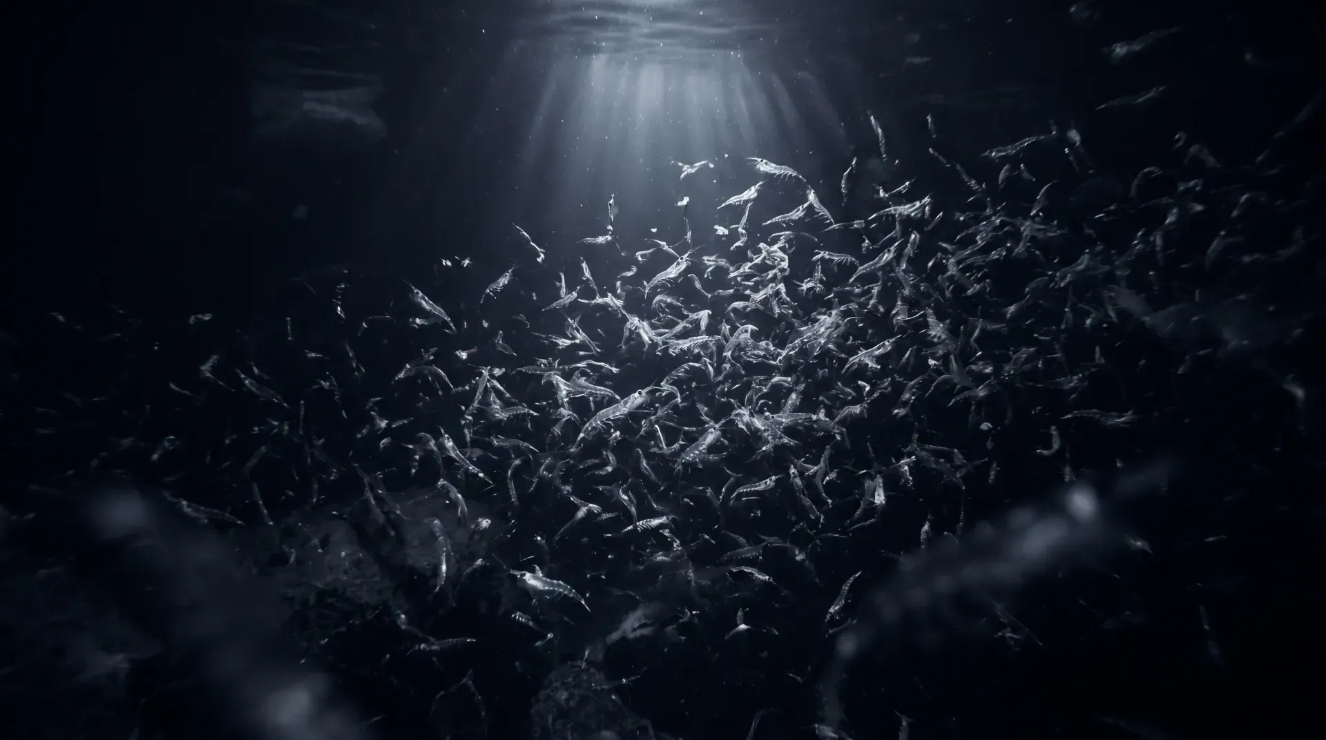 A dense swarm of tiny translucent shrimp in dark water, caught by one faint shaft of light from above — individually small, together they fill the frame