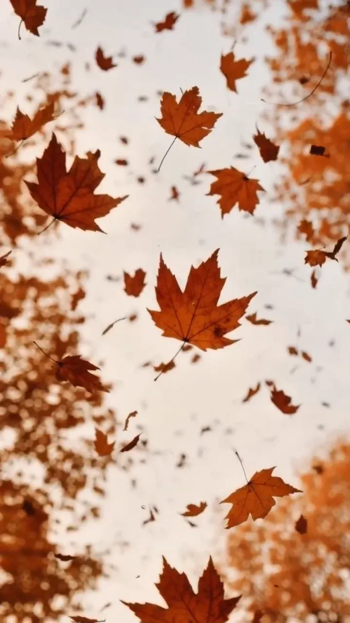 Autumn Collection — Screenshot 2