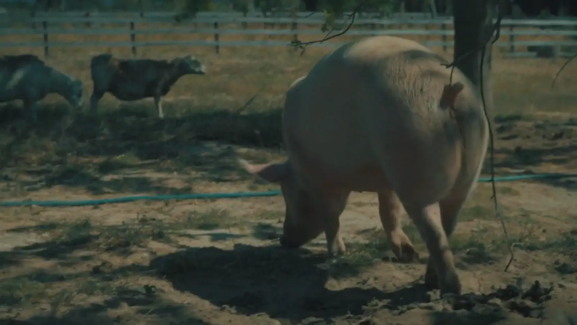 Farm Sanctuary SA — image 11