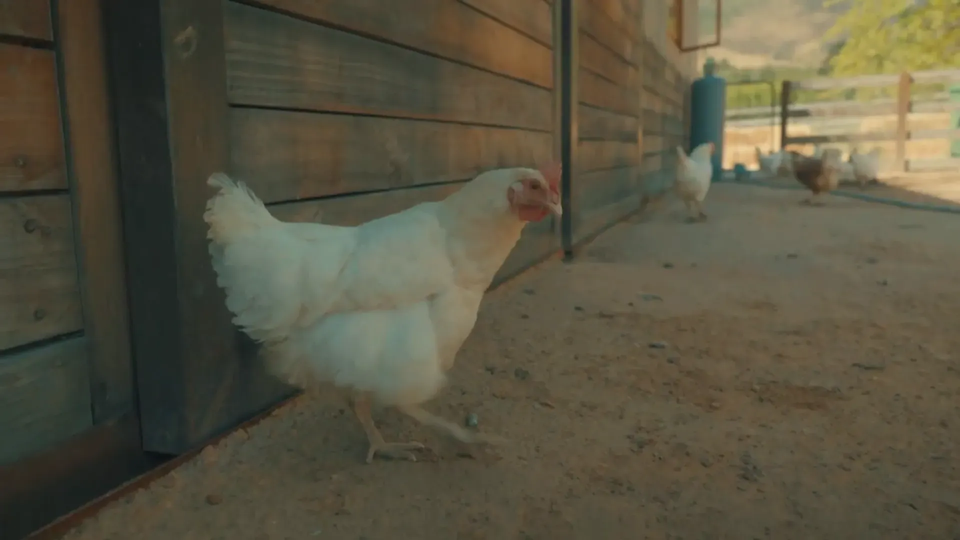 Farm Sanctuary SA — image 12