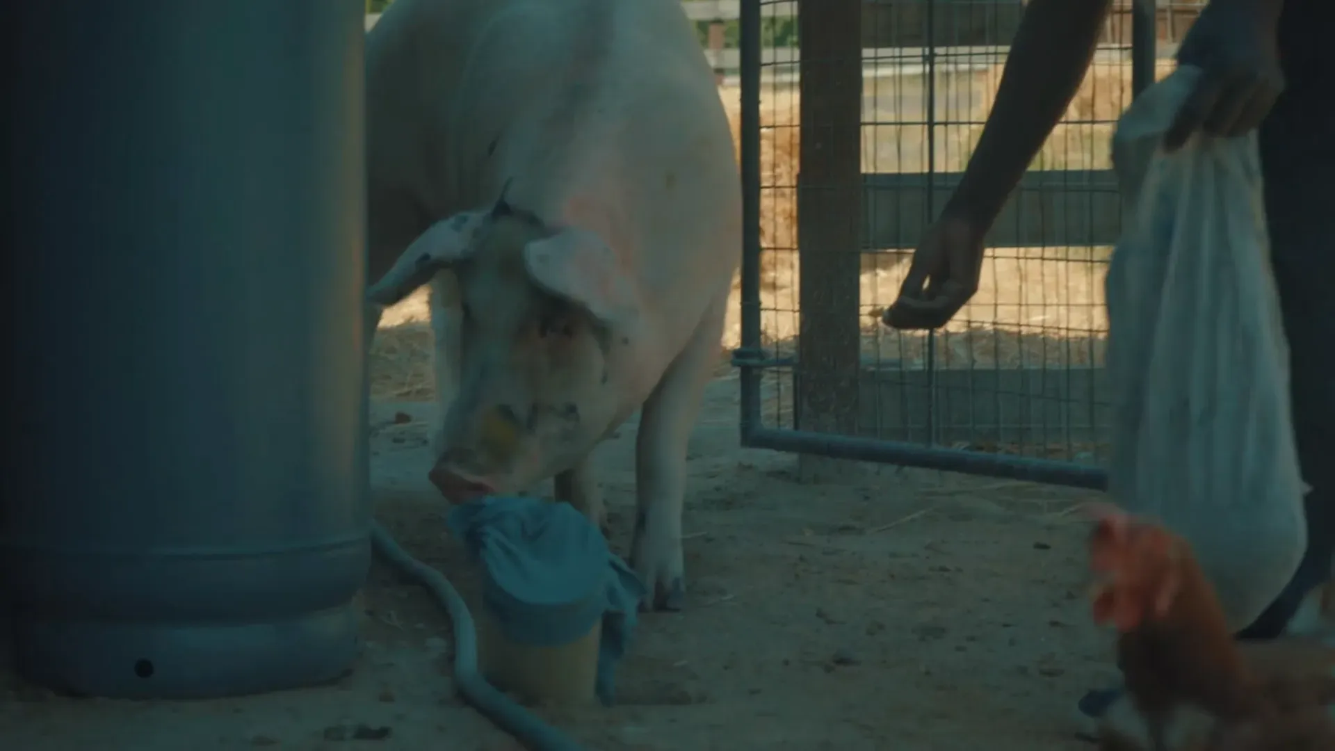 Farm Sanctuary SA — image 13