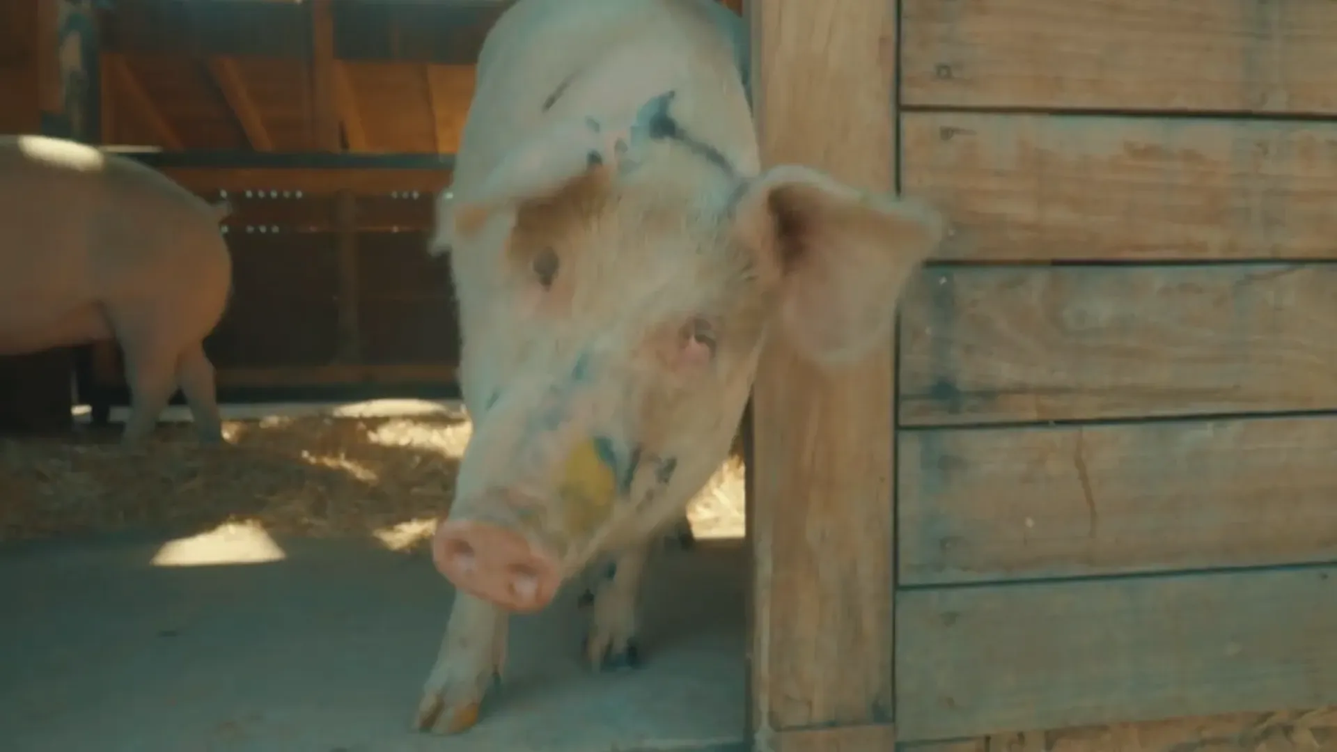 Farm Sanctuary SA — image 15