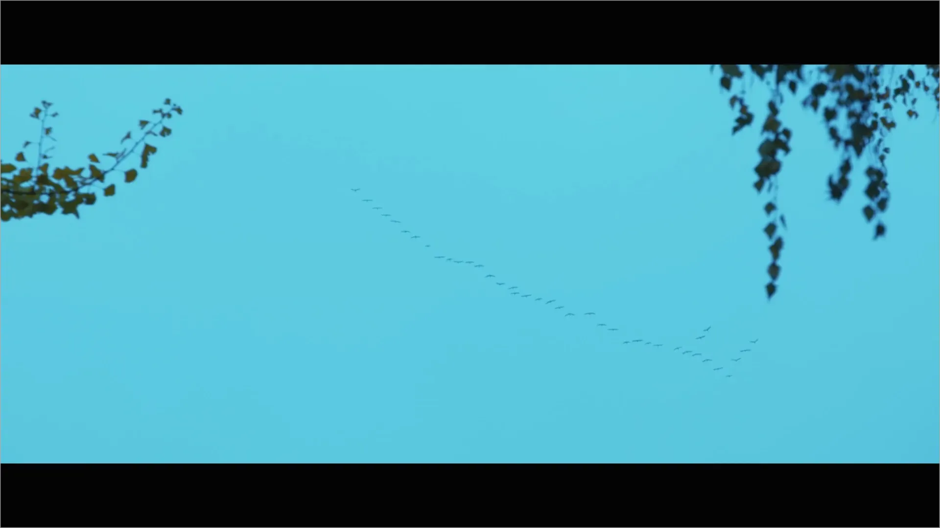 Spring of the Swallows — Director's Cut — image 12