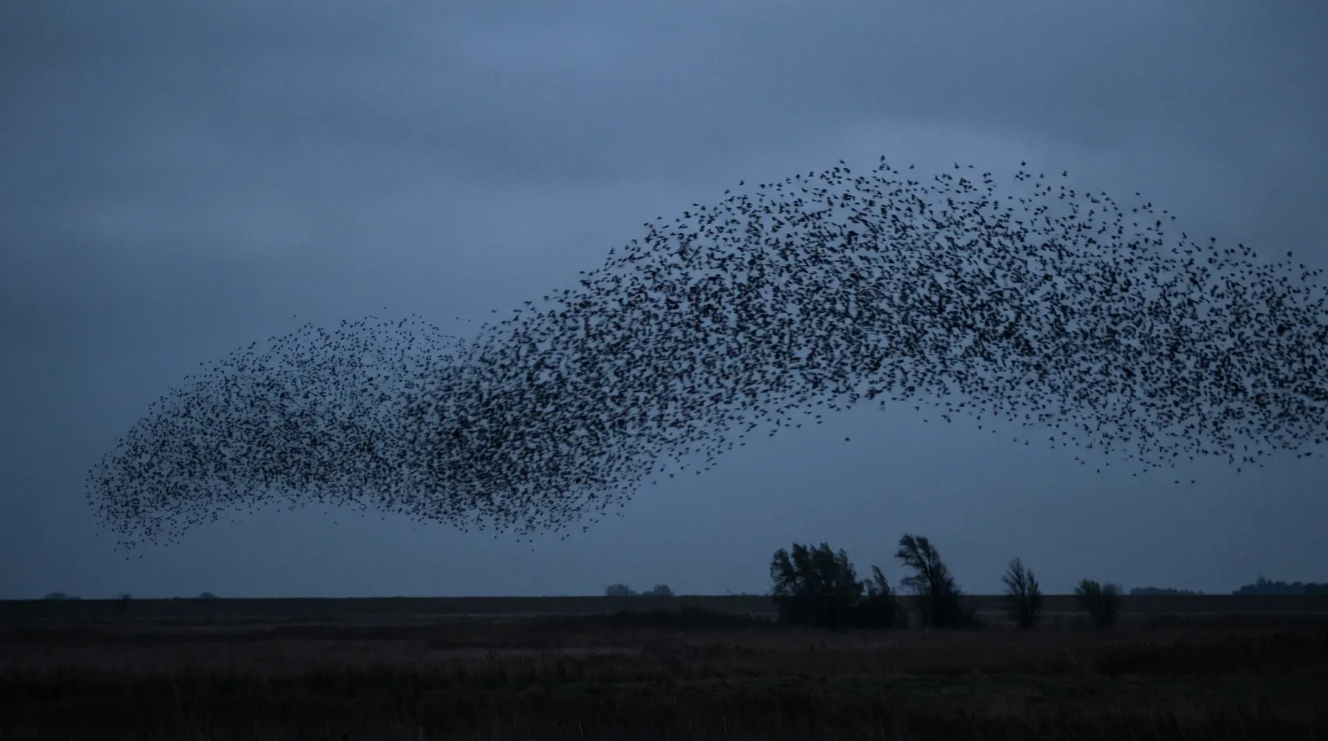 An enormous murmuration of starlings forming a single sweeping wave over a dark landscape at dusk — coordination without a leader
