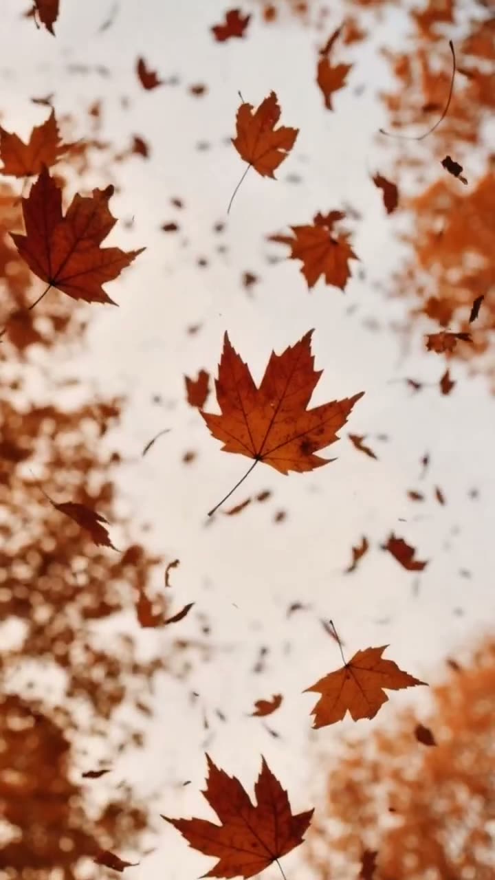 Autumn Collection — Chalisa